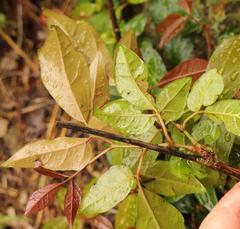 Rhoicissus revoilii