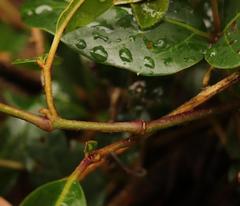 Rhoicissus revoilii