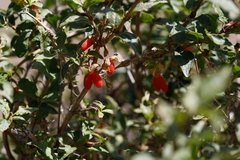 Lonicera hispida