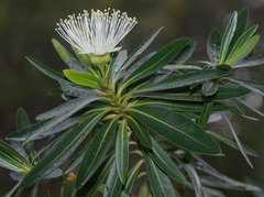 Xanthostemon verticillatus