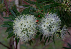 Xanthostemon verticillatus