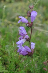 Dracocephalum diversifolium
