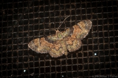 Gymnoscelis derogata