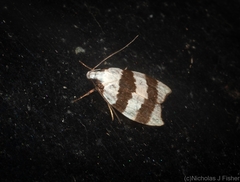 Zonopetala divisella