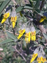 Anagyris foetida image