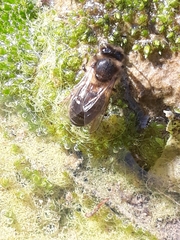 Apis mellifera intermissa