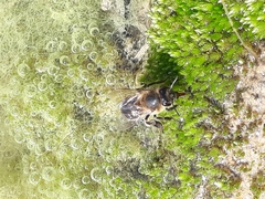 Apis mellifera intermissa