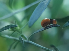 Insecta