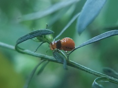 Insecta
