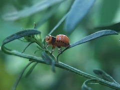 Insecta
