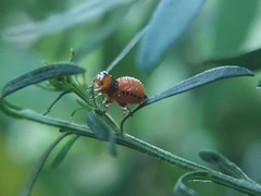 Insecta