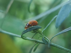 Insecta
