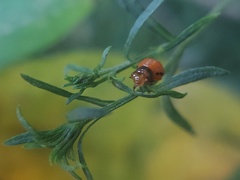Insecta