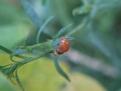 Insecta
