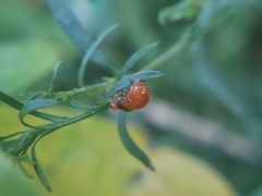 Insecta