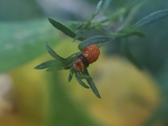 Insecta