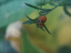 Insecta