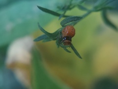 Insecta