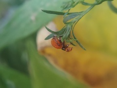 Insecta