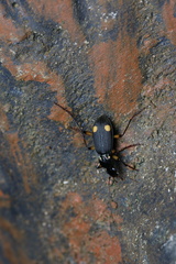 Chlaenioctenus