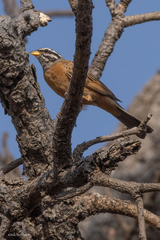 Emberiza goslingi