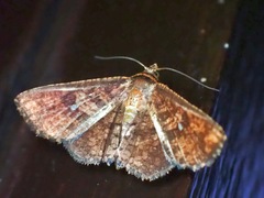 Striglininae