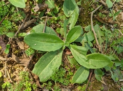 Plantago virginica