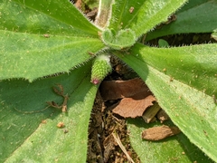 Plantago virginica