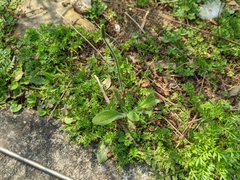 Plantago virginica
