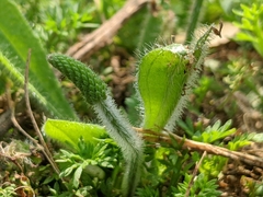Plantago virginica
