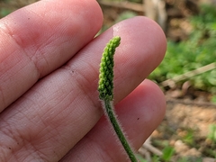Plantago virginica