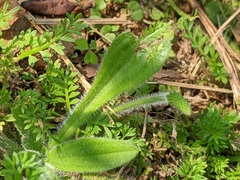 Plantago virginica