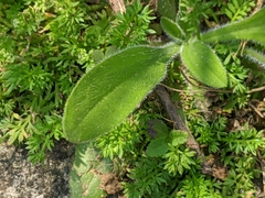 Plantago virginica