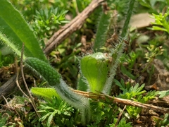 Plantago virginica