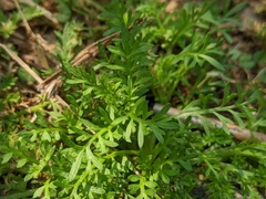Lepidium didymum