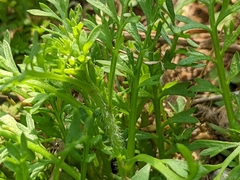 Lepidium didymum