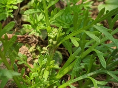 Lepidium didymum