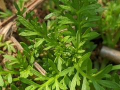 Lepidium didymum