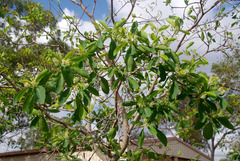 Terminalia porphyrocarpa