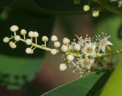 Terminalia porphyrocarpa