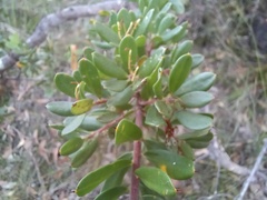 Hakea ruscifolia