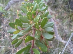 Hakea ruscifolia