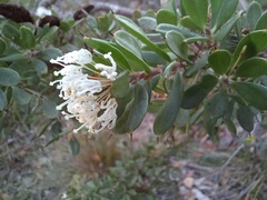 Hakea ruscifolia