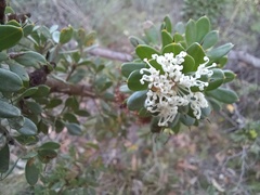 Hakea ruscifolia