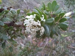 Hakea ruscifolia