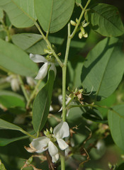 Dendrolobium arbuscula