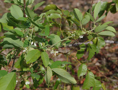 Dendrolobium arbuscula