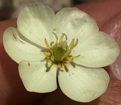 Hesperomecon linearis