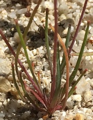 Hesperomecon linearis