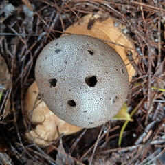 Myriostoma australianum